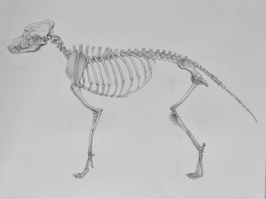 Graphite pencil study of a dog skeleton.